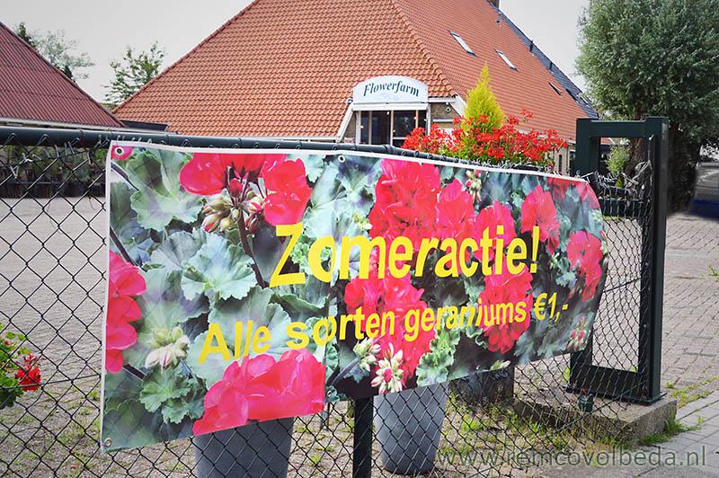 zomeractie alle geraniums 1 euro volbeda heerenveen