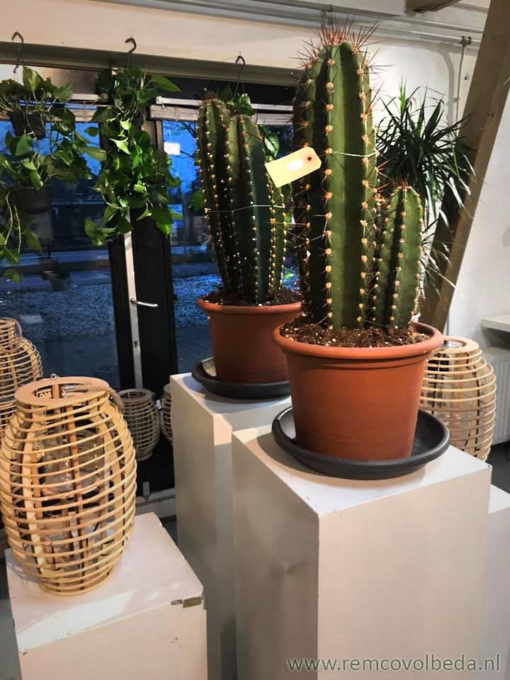 nieuw assortiment cactus heerenveen